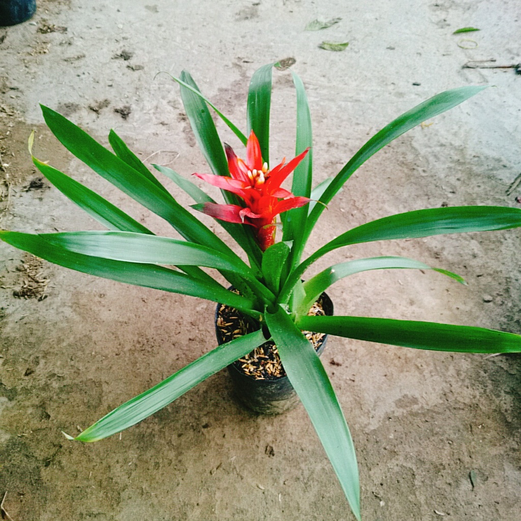 Cây phong lộc - cây cảnh để bàn