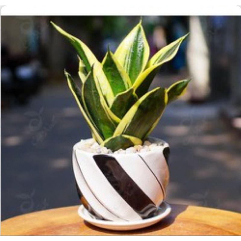 Lưỡi hổ thái lùn viền vàng và full xanh