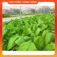 Hạt giống Cải mơ cao sản