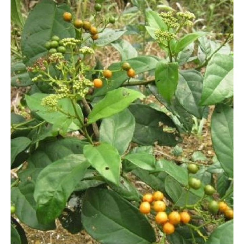 Cây xạ đen Hòa Bình