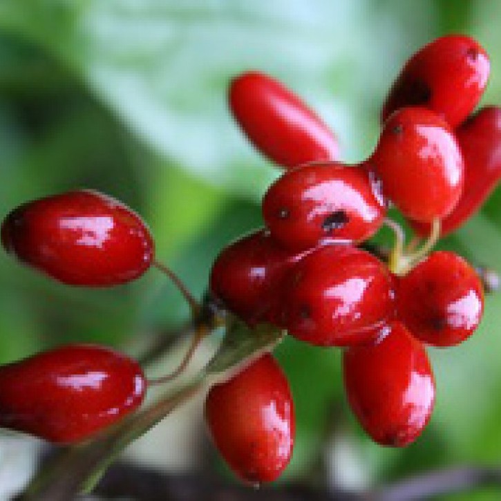 Sơn thù du khô thượng hạng JINDO 1kg