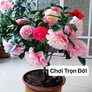 cây giống hoa trà My cao 45 cm cây thực tế chúa có hoa