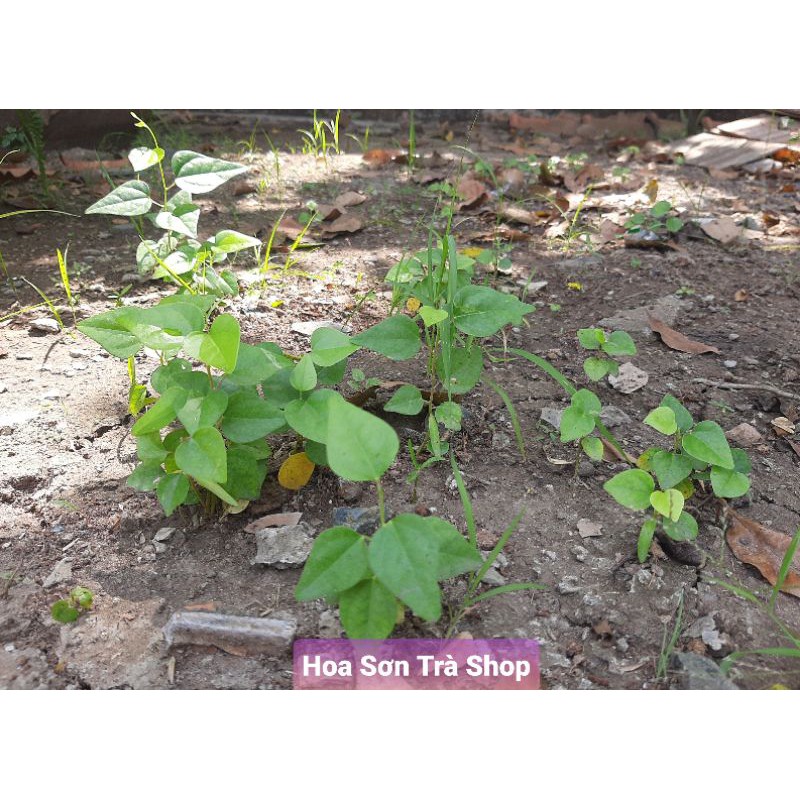 Hạt giống SƯƠNG SÂM LÁ TRƠN.