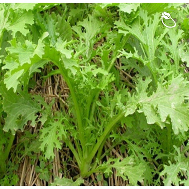 Hạt Giống Cải Bẹ Xanh Ngọt Đuôi Phụng PN-28 Phú Nông - Gói 20g - Serrate Leaf Chinese Tsoisim