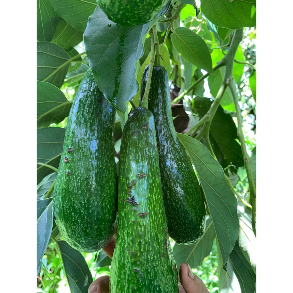 Cây Giống Bơ 034