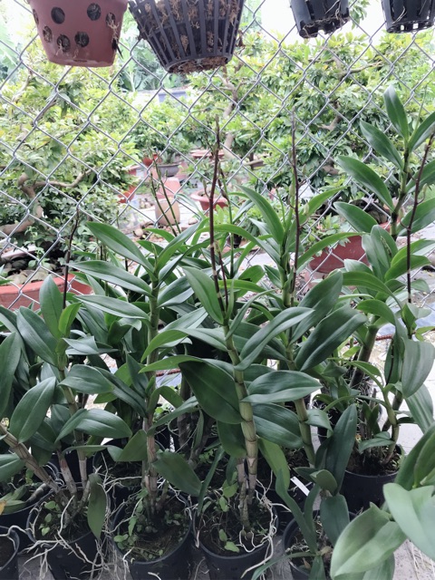 Lan Denro cây đang nụ và hoa