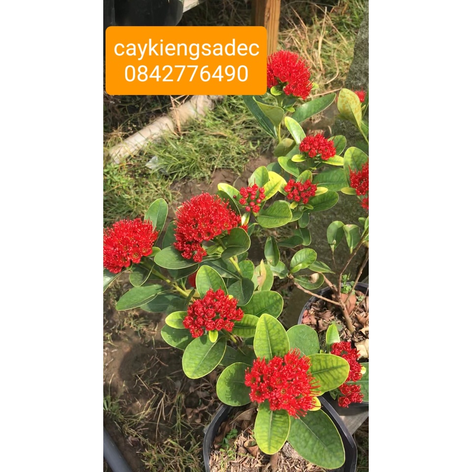 Caykiengsadec Mai thái đỏ +tặng phân bón -hoa kiểng lá-trang trí nội thất cảnh quan sân vườn ngoài trời