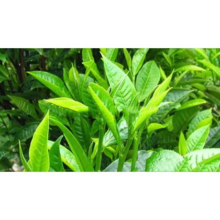 Bột trà xanh gói 100gr