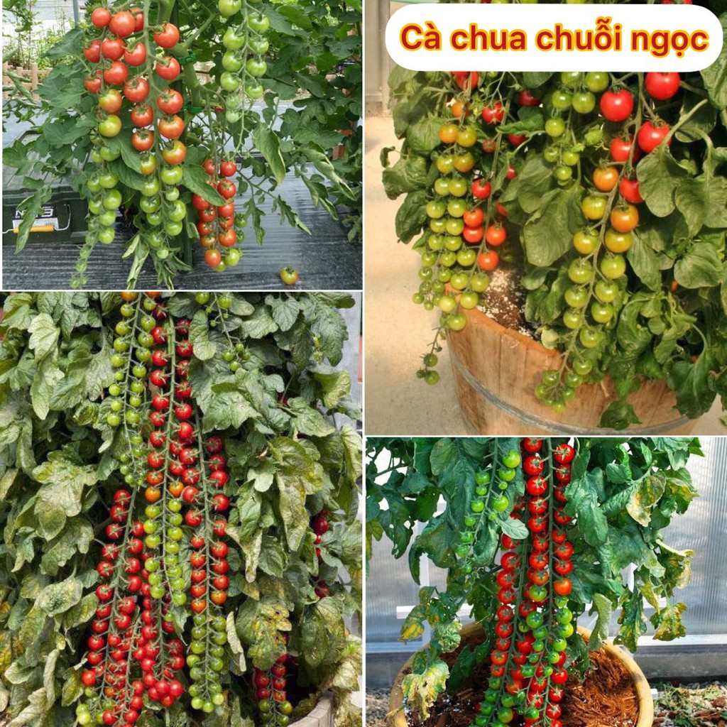 Hạt giống cà chua chuỗi ngọc (gói 30 hạt, tặng kèm phân)