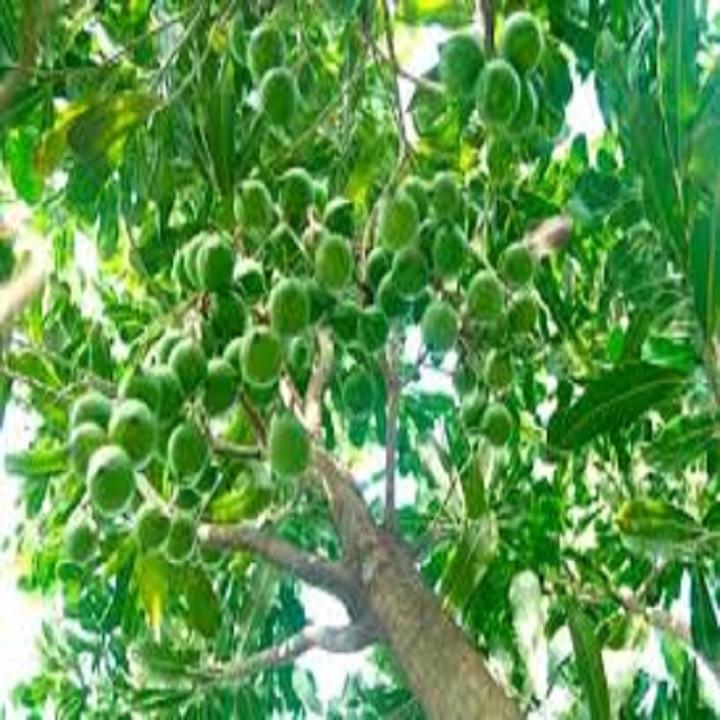 CÂY GIỐNG CÂY MẮC CA