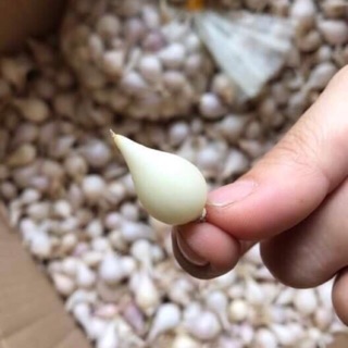 500GR TỎI CÔ ĐƠN TỎI MỘT TÉP LÝ SƠN ĐẶC BIỆT LOẠI 1