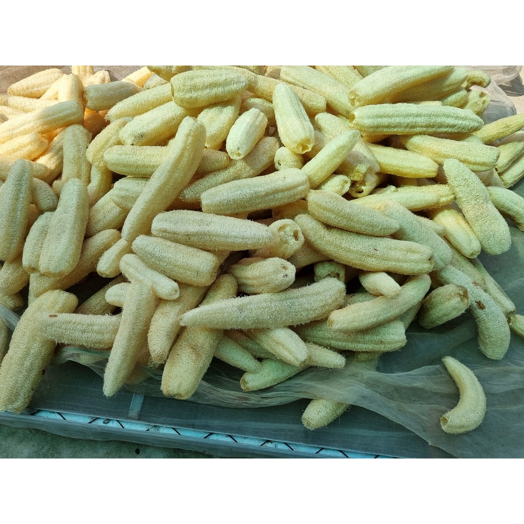Hạt giống mướp