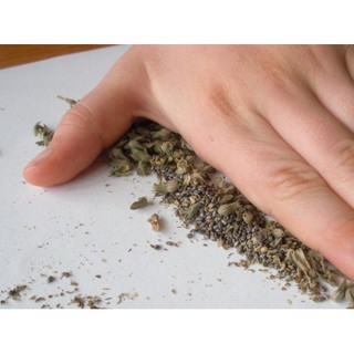 HẠT GIỐNG HẠT CHIA ÚC - 1,5Gram/ gói (~ 1000 hạt)