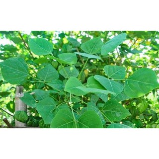 500 gam cây lá vông nem phơi khô