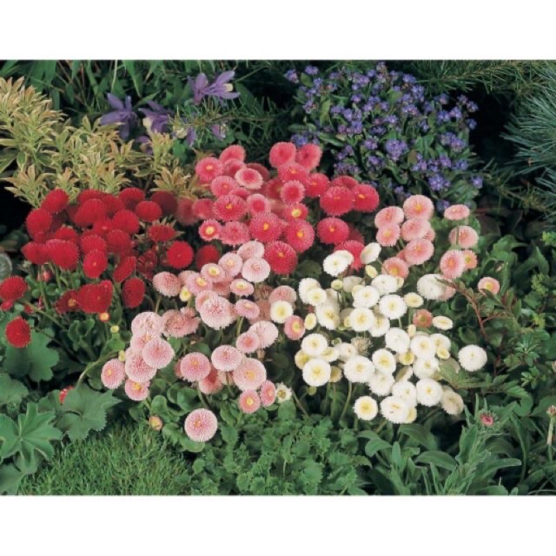 Hạt Giống Cúc Anh Siêu Lùn 15cm Kép Mix | SL: 100 HẠT