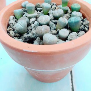 Thạch lan Lithops- Chậu gốm 15 cây size 0.8-1cm (Sale off)