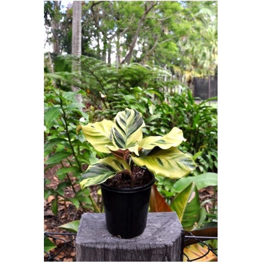 Calathea Yellow fusion - Đuôi công Thai Beauty, dòng đuôi công với những mảng var vàng đẹp mắt