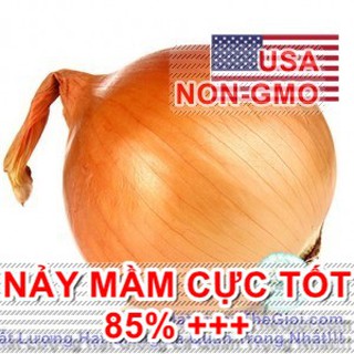 0.3Gr Hạt Giống Hành Củ Vàng Texas Grano (TLA0| C24*W21*M216)