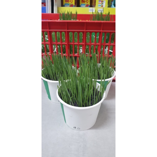 Cỏ Mèo Tươi Trồng Sẵn - Bổ sung chất xơ, vitamin, chống búi lông, hỗ trợ tiêu hóa - Kún Miu Pet Shop