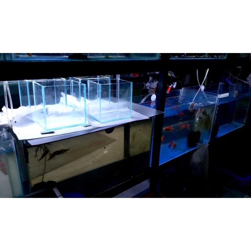 Keo Kính Nuôi Betta 10*15*18 | Bể Show Cá Betta Guppy - Hồ Nuôi Betta Guppy