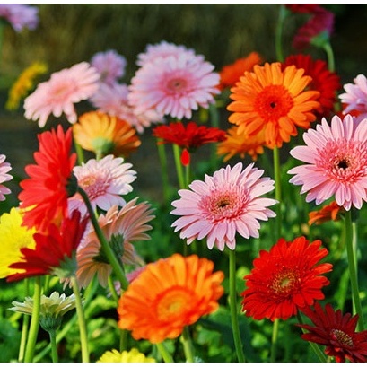 #Hạt_Giống_Hoa_Đồng_Tiền_Mix