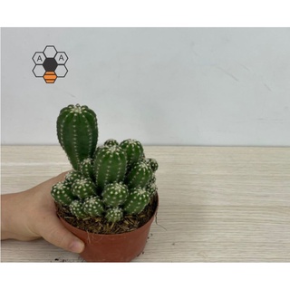 CÂY XƯƠNG RỒNG ECHINO