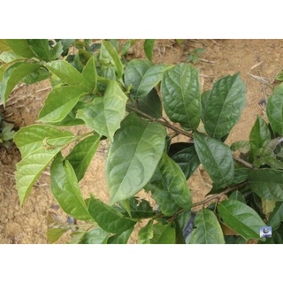 1Kg Xạ đen hoà bình( cam kết ,khô ,xanh đẹp , mới thơm)