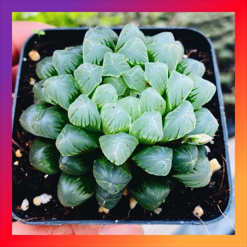 Sen đá kim cương haworthia cooperi SONDA GARDEN size bé 5-7cm, xuất xứ Đà Lạt, khoẻ đẹp, lỗi 1 đổi 1