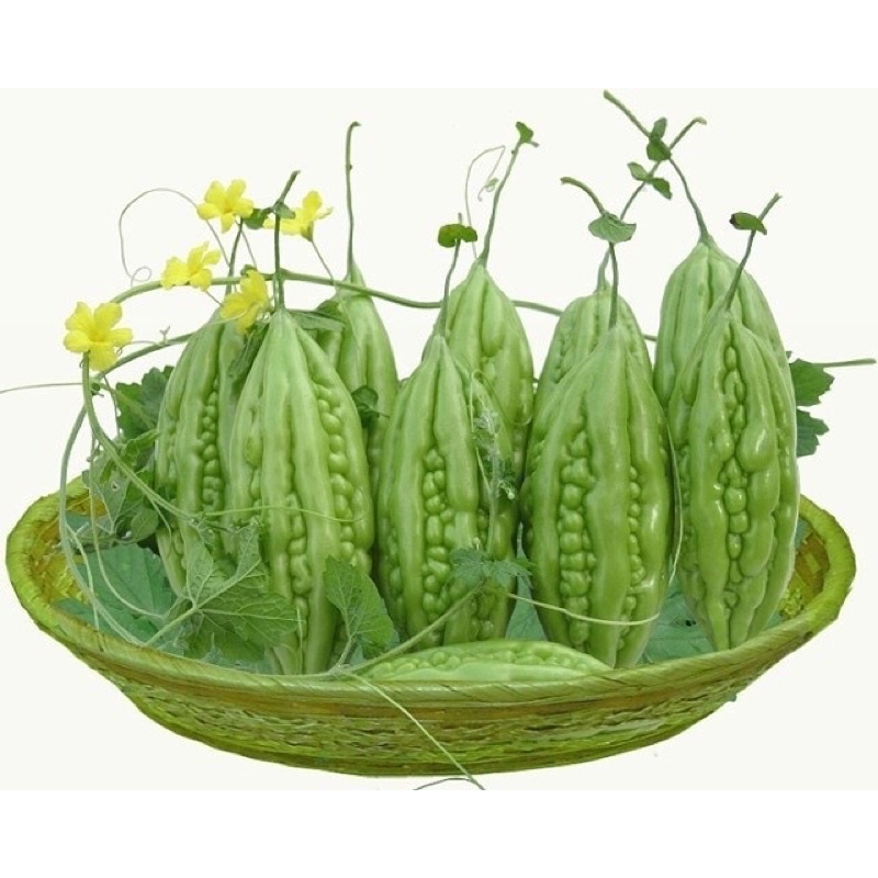 Hạt Giống Mướp Đắng xanh (quá khổ) 309 F1