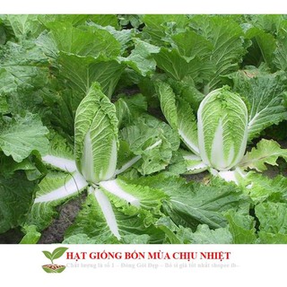 Gói 50 hạt giống cải thảo