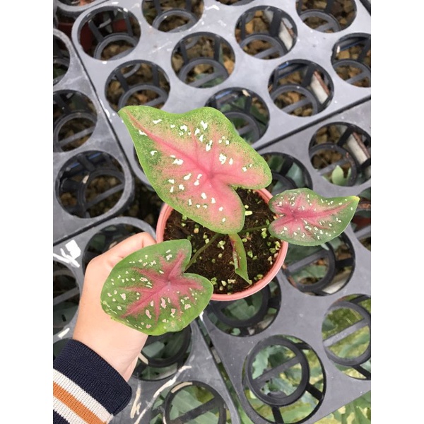 Chậu cứng Môn đốm hồng