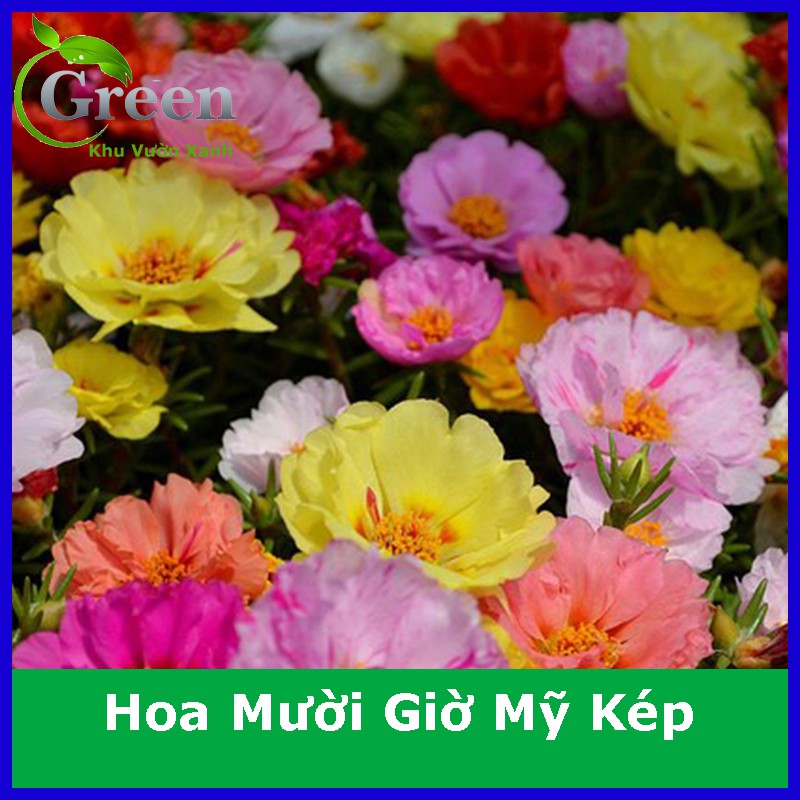 Hạt Giống Hoa Mười Giờ Mỹ Kép Mix (200H)