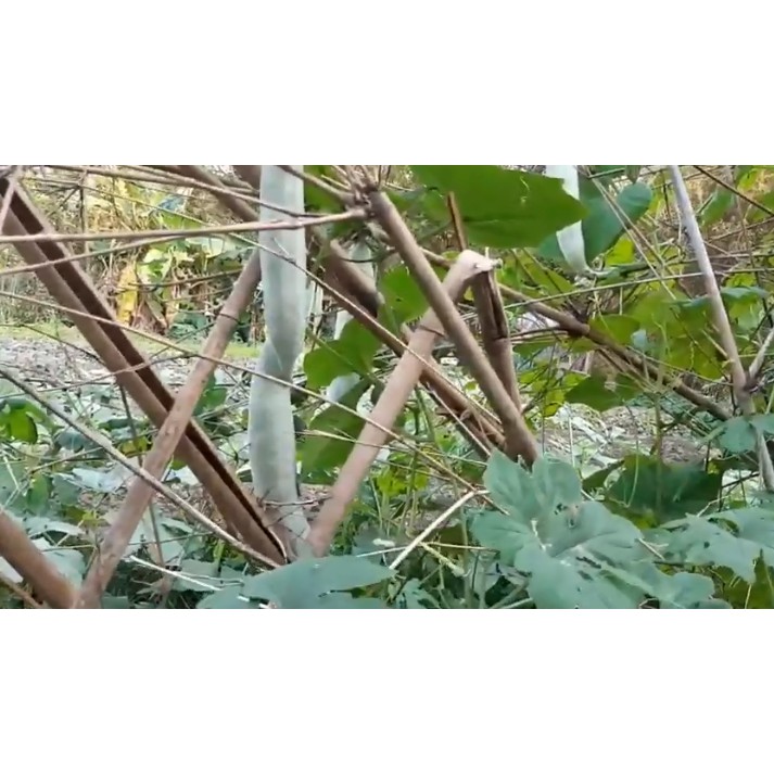 HẠT KHỔ QUA TÂY TRẮNG - GÓI 5 GRAM
