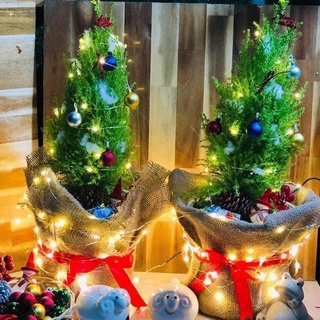 Cây tùng thơm giáng sinh trang trí noel đẹp cao 35-45cm