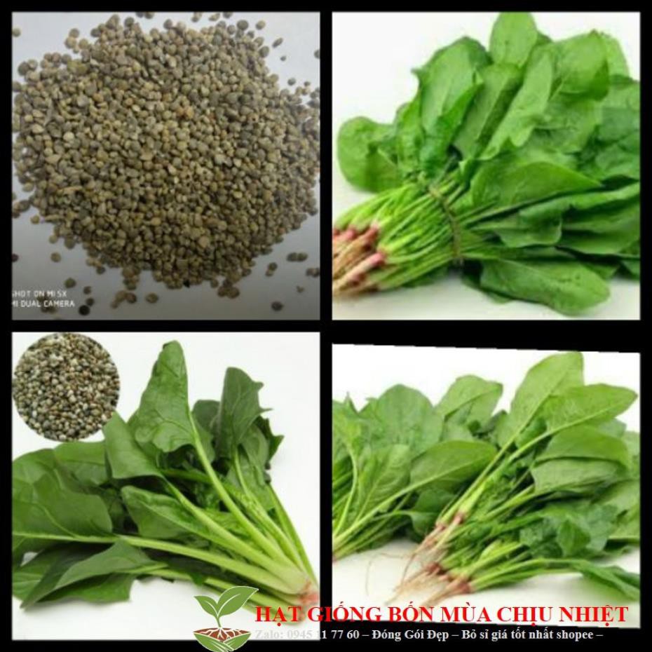 Hạt giống Rau Chân Vịt