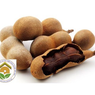 Cây giống ME THÁI NGỌT CƠM DÀY SIÊU QUẢ, DÒNG QUẢ SỚM, CAM KẾT chuẩn hàng F1, năng suất cao - CGMTSQDQS