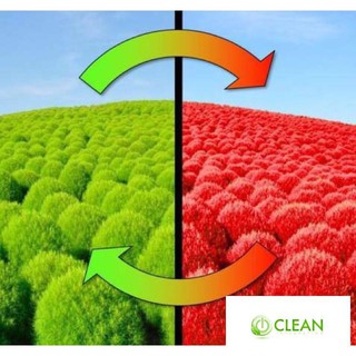 Hạt giống Cỏ đổi màu