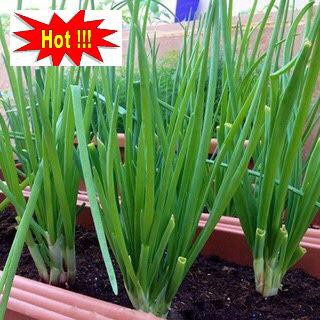 ⚡️ HẠT GIỐNG HÀNH HƯƠNG XANH F1⚡️ SINH TRƯỞNG CỰC KHỎE CHỐNG CHỊU SÂU BỆNH