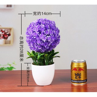 Combo 4 chậu hoa cẩm tú cầu