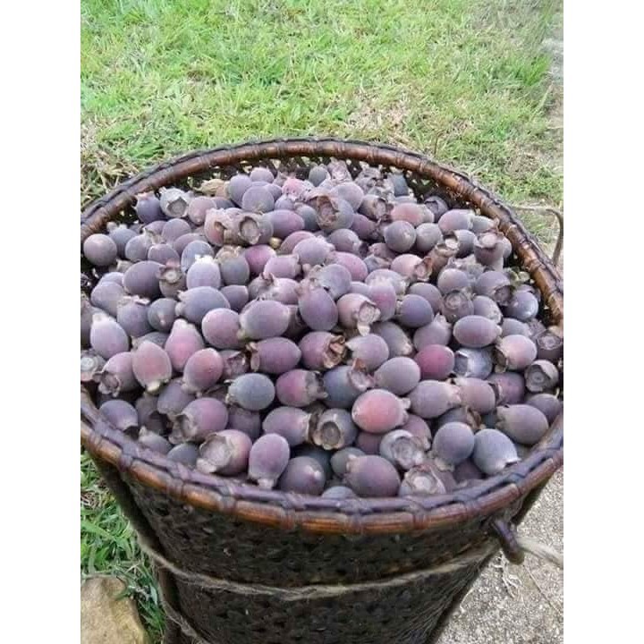 Sim rừng khô ngâm rựu