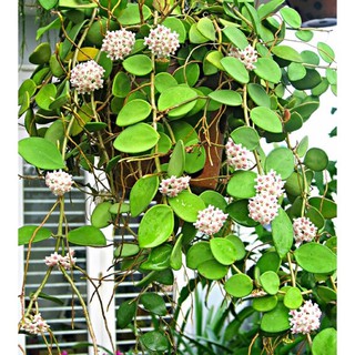 Lan Cẩm cù cây lớn sắp hoa
