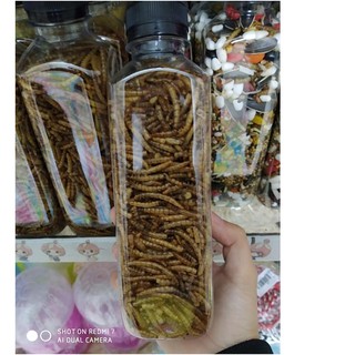 Sâu gạo cho hamster