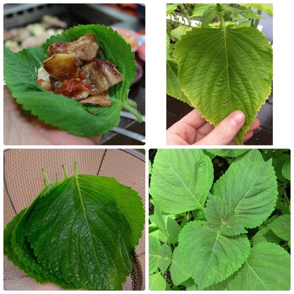 Hạt giống rau thơm Mè Hàn Quốc  (Lá mè, tía tô Hàn Quốc) 0.5 gram