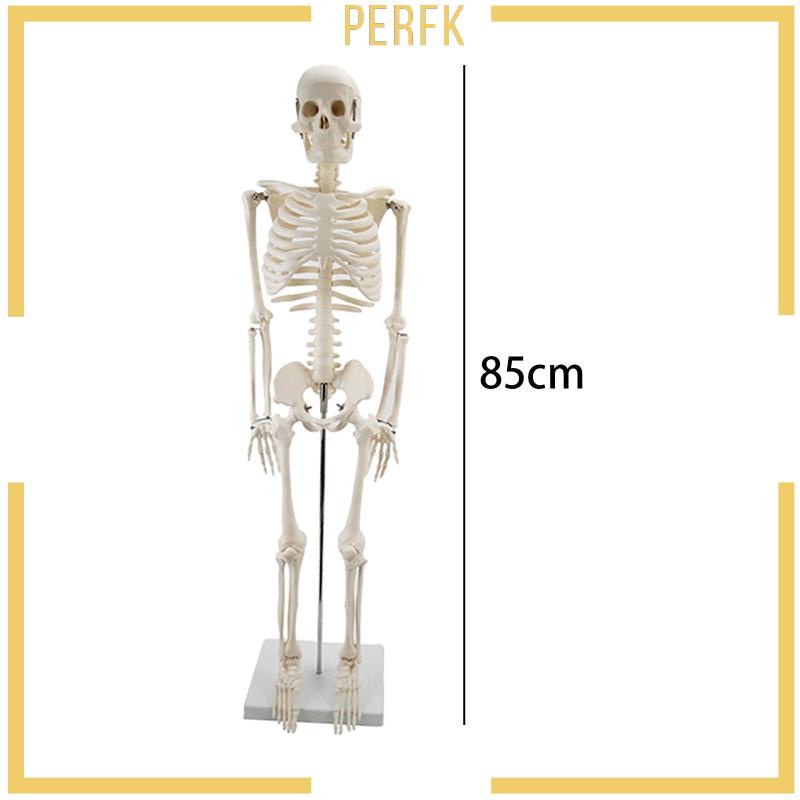 Mô Hình Bộ Xương 85cm Dùng Dạy Học