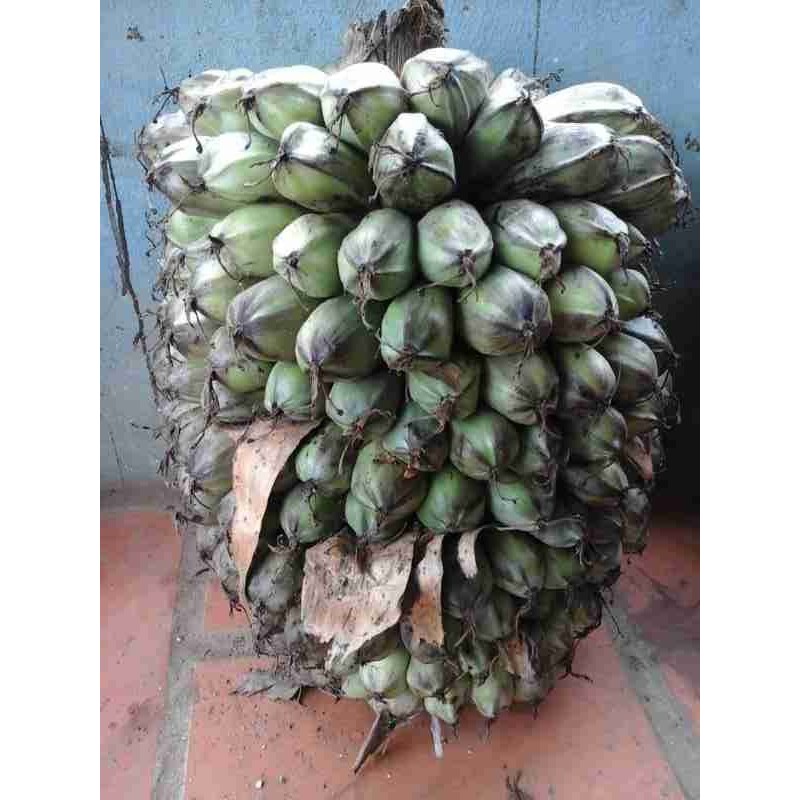 1kg Quả chuối cô đơn - Vua của các loại chuối rừng