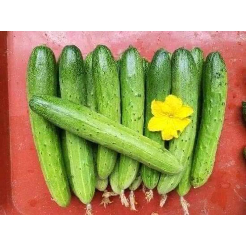 Hạt giống dưa chuột nếp ta siêu giòn, siêu ngọt gói 0.5gr