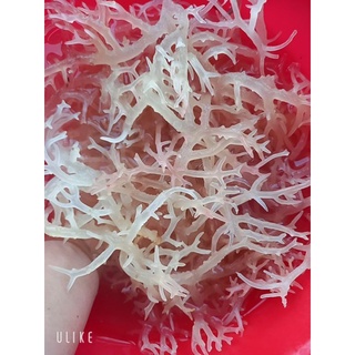 Rong Sụn Khô