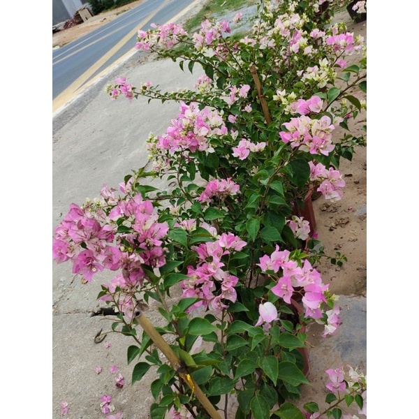Hoa giấy màu phớt hồng sakura