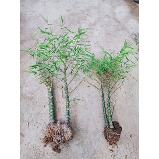 CÂY TRÚC PHẬT BÀ cao trên 1m