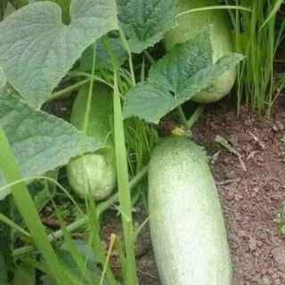 🥒🥒 DƯA CHUỘT MÈO THÁI LAN